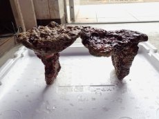 画像3: No.2 オリジナルライブロック ２個セット 約1.8ｋｇ　　【人気No.1】 (3)