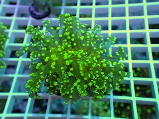 No.1 オオバナサンゴ マルチカラーを買うならアクアスタイルユー