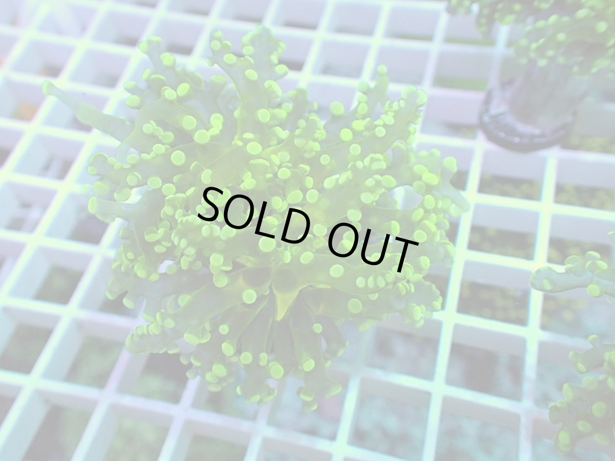 画像1: No.7 タコアシサンゴ メタリックグリーン (1)