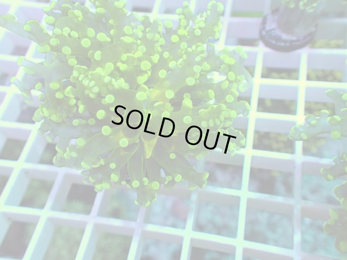 画像2: No.7 タコアシサンゴ メタリックグリーン (2)