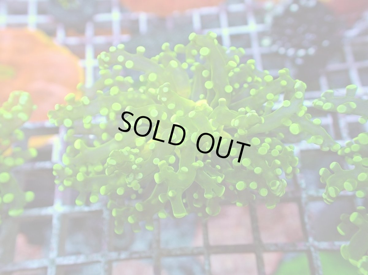 画像1: No.11 タコアシサンゴ メタリックグリーン (1)