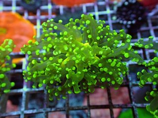 ナガレハナサンゴ　メタリックグリーン サンゴ】【通販】ナガレハナサンゴ(Metallic Green Stem)SM