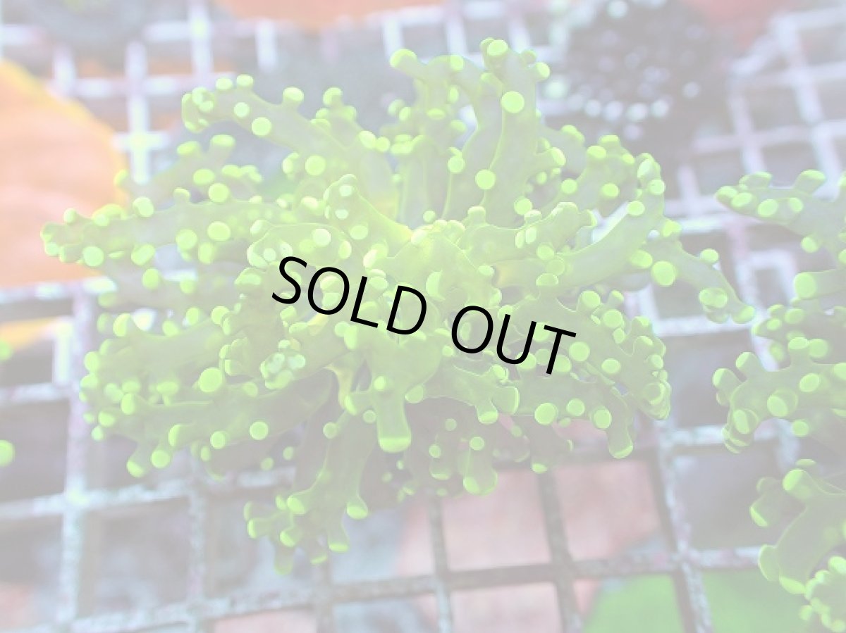 画像2: No.11 タコアシサンゴ メタリックグリーン (2)