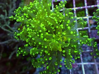 タコアシサンゴ　Ｇ-5 タコアシサンゴ クリアグリーン ハードコーラル LPS サンゴ