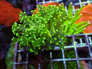 【yasu】カクオオトゲキクメイシ、オオバナサンゴ カクオオトゲキクメイシはどんなサンゴ？飼育法と注意点！【水質