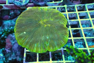 アクアスタイルユー（aquastyleyou）大阪和泉市にある海水魚