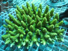 画像1: No.25 オーストラリア産 浅場ミドリイシ (1)