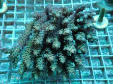 画像1: No.30 オーストラリア産 浅場ミドリイシ (1)