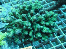 画像1: No.40 フィジー産 浅場ミドリイシ (1)