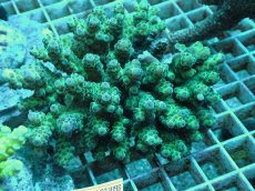 画像1: No.40 フィジー産 浅場ミドリイシ (1)