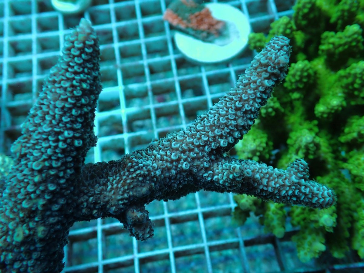 画像2: No.43 フィジー産 ヒメマツミドリイシ (2)
