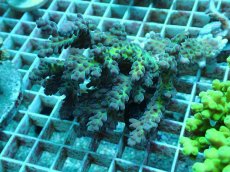 画像1: No.45 オーストラリア産 チェリーブロッサム (1)