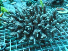 画像1: No.47 オーストラリア産 浅場ミドリイシ (1)
