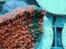 画像2: No.55 ウスコモンサンゴ ローマン・モザイク (2)