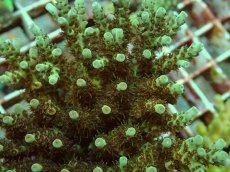 画像2: No.69 クシハダミドリイシ (2)