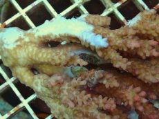 画像2: No.80 オーストラリア産 ストロベリーショートケーキ (2)