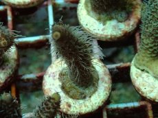 画像1: No.92 ハイマツミドリイシ (1)
