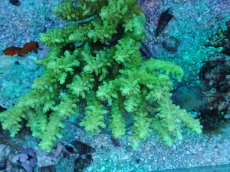 画像2: No.100 オーストラリア産 浅場ミドリイシ (2)