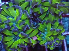 画像2: No.22 ナガレハナサンゴ ライム・ハンマー (2)