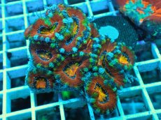 画像1: No.121 オーストラリア産 カクオオトゲキクメイシ ゴールデン・アイ・ルビー (1)