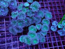 画像1: No.3 オーストラリア産 ウィスカーズコーラル エメラルド・ファウンテン (1)
