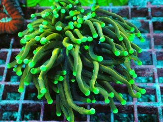 No.4 オオバナサンゴ マルチカラーを買うならアクアスタイルユー 大阪