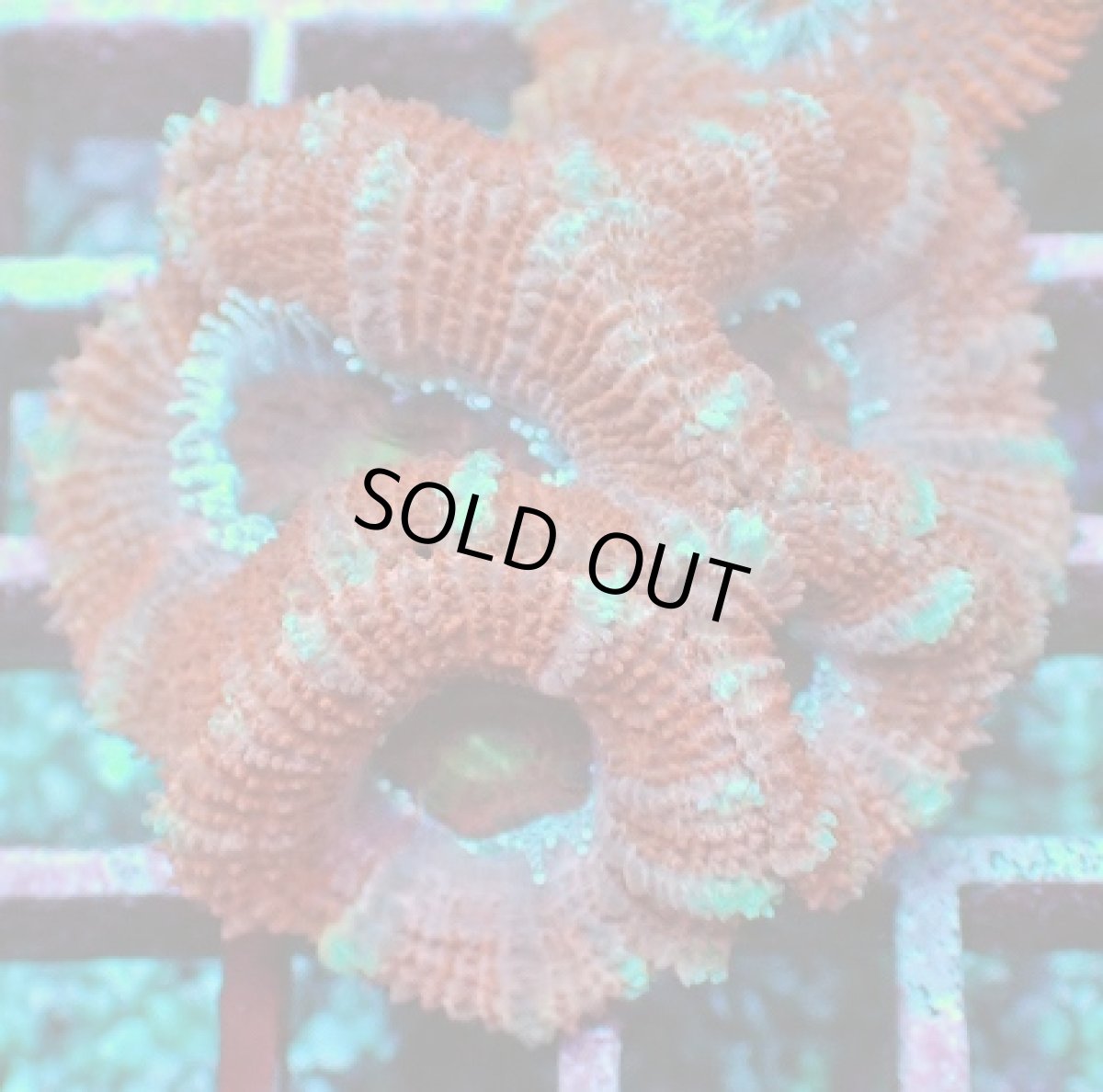 画像1: No.5 オーストラリア産 カクオオトゲキクメイシ (1)