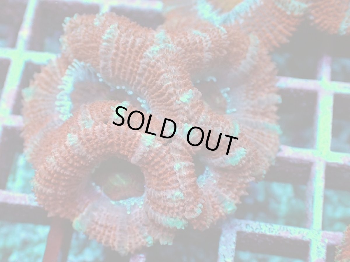 画像2: No.5 オーストラリア産 カクオオトゲキクメイシ (2)