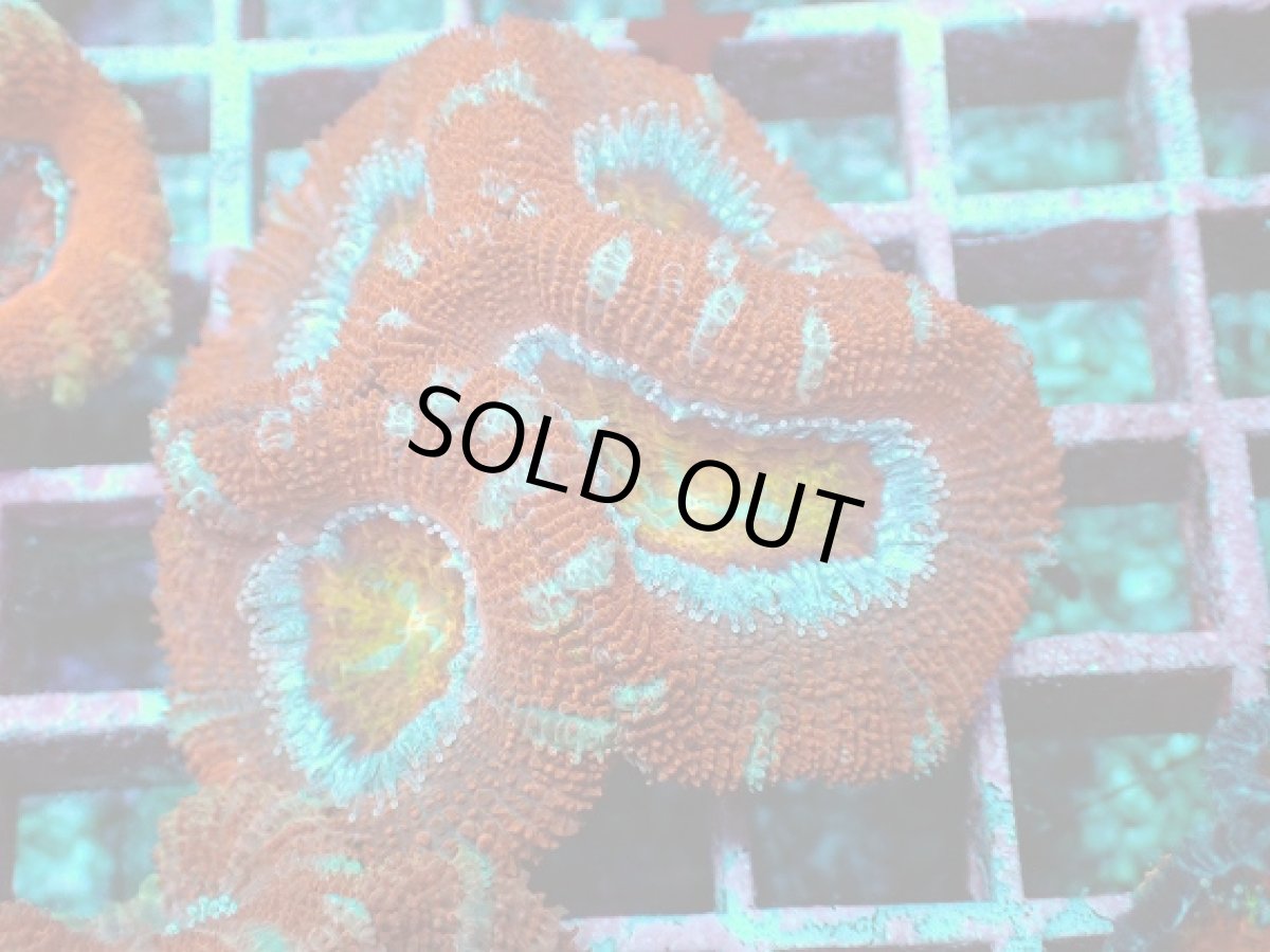 画像1: No.10 オーストラリア産 カクオオトゲキクメイシ (1)