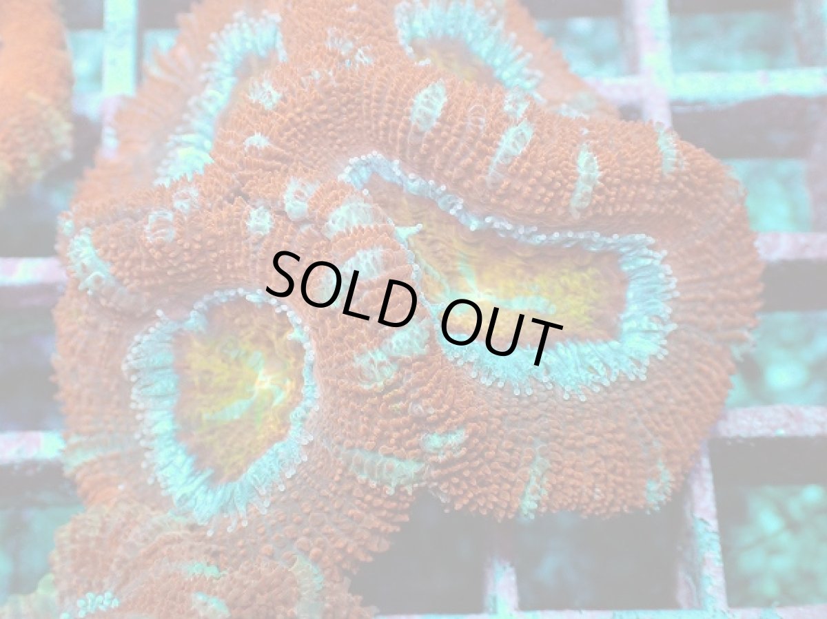 画像2: No.10 オーストラリア産 カクオオトゲキクメイシ (2)