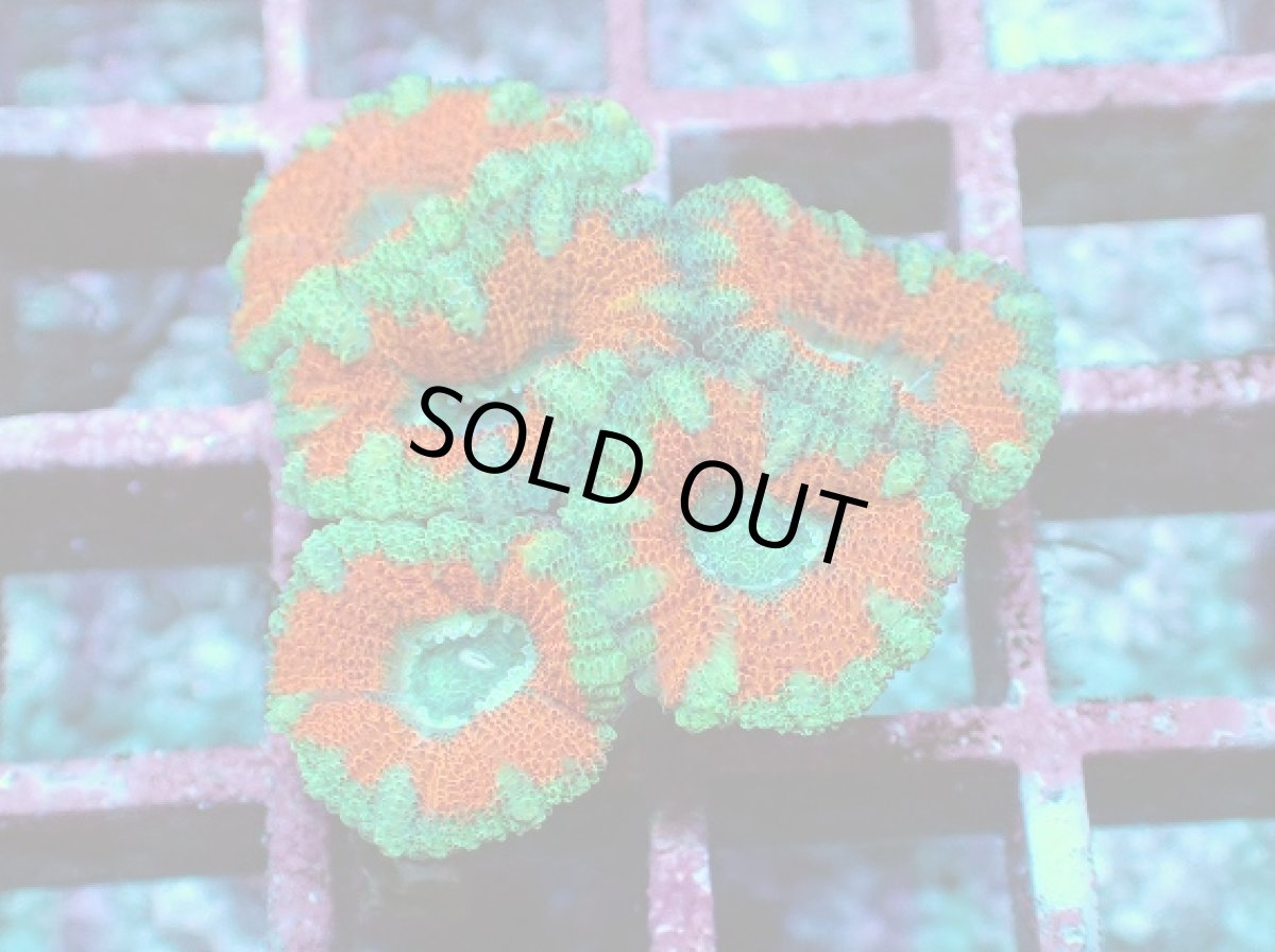 画像1: No.16 カクオオトゲキクメイシ ツートン (1)