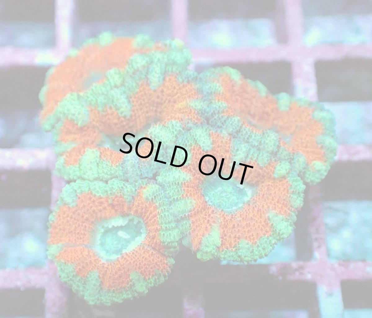 画像2: No.16 カクオオトゲキクメイシ ツートン (2)