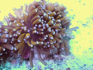 No.3 ミニゴールドトーチを買うならアクアスタイルユー 大阪の