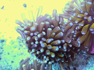 No.1 ミニゴールドトーチを買うならアクアスタイルユー 大阪の