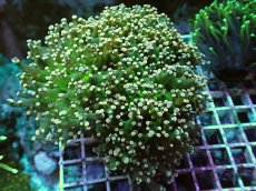 画像1: No.1  タコアシブランチ　ゴールドチップ　　【入荷したのは1個のみ！】 (1)