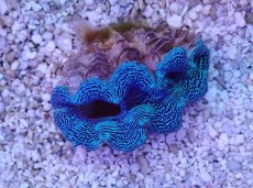 画像2: No.1 ヒメジャコガイ（ヒメシャコガイ）ブルーメタリック (2)
