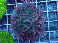 画像1: No.1 Velvet Tentacle Rhodactis(ベルベット・テンタクル・ロダクティス)　　【珍しい、レアな個体♪】 (1)