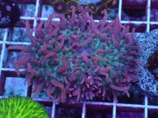 画像1: No.2 Velvet Tentacle Rhodactis(ベルベット・テンタクル・ロダクティス)　　【珍しい、レアな個体♪】 (1)