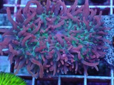 画像2: No.2 Velvet Tentacle Rhodactis(ベルベット・テンタクル・ロダクティス)　　【珍しい、レアな個体♪】 (2)