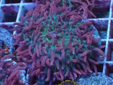 画像1: No.3 Velvet Tentacle Rhodactis(ベルベット・テンタクル・ロダクティス)　　【珍しい、レアな個体♪】 (1)