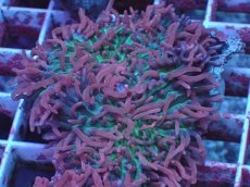 画像1: No.4 Velvet Tentacle Rhodactis(ベルベット・テンタクル・ロダクティス)　　【珍しい、レアな個体♪】 (1)