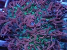 画像2: No.4 Velvet Tentacle Rhodactis(ベルベット・テンタクル・ロダクティス)　　【珍しい、レアな個体♪】 (2)