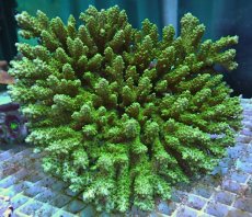 画像1: No.158 オーストラリア産 浅場ミドリイシ　　【迫力ある大きめサイズ！】 (1)