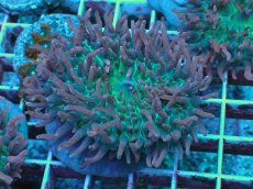 画像1: No.5 Velvet Tentacle Rhodactis(ベルベット・テンタクル・ロダクティス) (1)