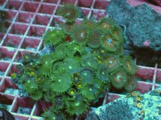 画像1: No.4 マメスナギンチャク ディープ・フォレスト・アイ (1)