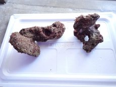 画像1: No.8 ライブロック　2個セット　海藻など付き　約2.1ｋｇ (1)