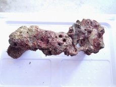 画像2: No.8 ライブロック　2個セット　海藻など付き　約2.1ｋｇ (2)