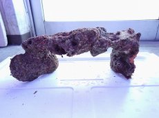 画像3: No.8 ライブロック　2個セット　海藻など付き　約2.1ｋｇ (3)