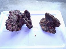 画像1: No.9 ライブロック　2個セット　海藻など付き　約2.3ｋｇ (1)
