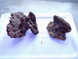 ライブロック　11kg ライブロック - AQUASTYLE YOU（アクアスタイルユー）